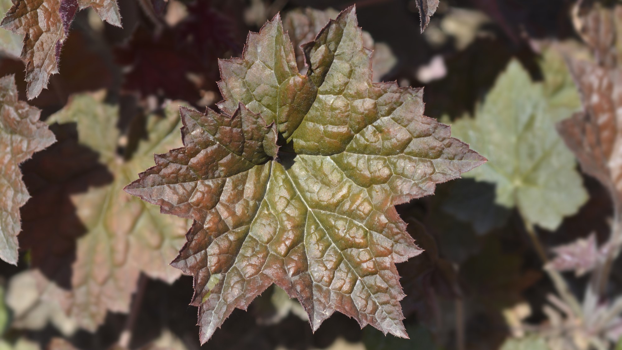 Heuchera americana_2000x1125